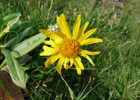 ARNICA MONTANA Photo Dr Flour
